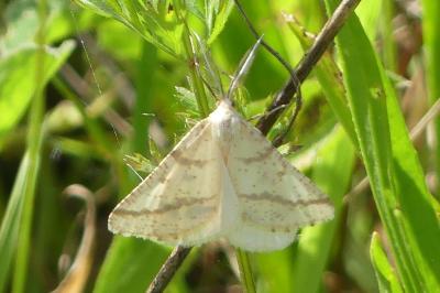 <i>Aspitates ochrearia</i>