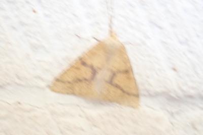 <i>Aspitates ochrearia</i>