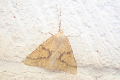 <i>Aspitates ochrearia</i>