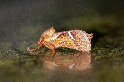 <i>Triodia sylvina</i>