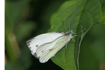 <i>Pieris napi</i>