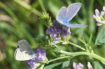 <i>Polyommatus icarus</i>