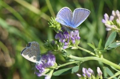 <i>Polyommatus icarus</i>
