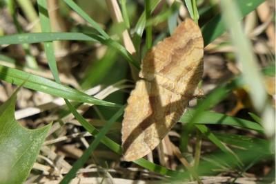 <i>Camptogramma bilineata</i>