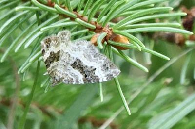 <i>Epirrhoe alternata</i>