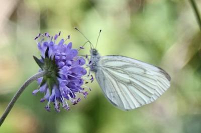 <i>Pieris napi</i>