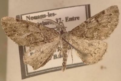 <i>Cleorodes lichenaria</i>
