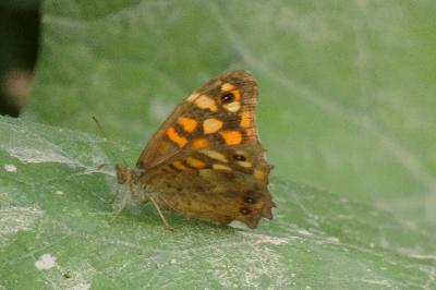 <i>Pararge aegeria</i>