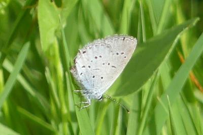 <i>Cupido alcetas</i>