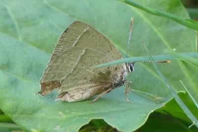 <i>Quercusia quercus</i>