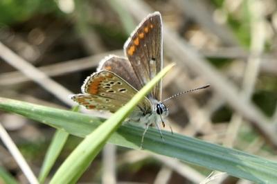 <i>Aricia agestis</i>