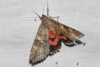 <i>Catocala nupta</i>