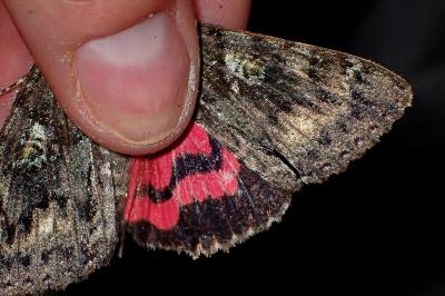 <i>Catocala sponsa</i>