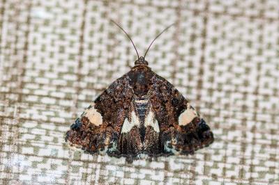 <i>Tyta luctuosa</i>