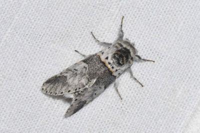 <i>Furcula bifida</i>