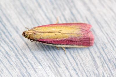 <i>Oncocera semirubella</i>