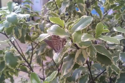<i>Cacyreus marshalli</i>