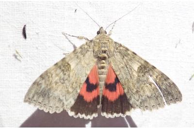 <i>Catocala nupta</i>