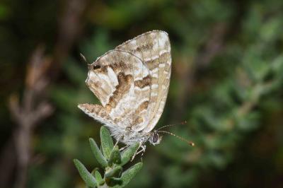 <i>Cacyreus marshalli</i>
