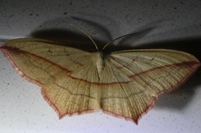 <i>Timandra comae</i>