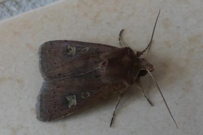 <i>Xestia xanthographa</i>