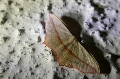 <i>Timandra comae</i>