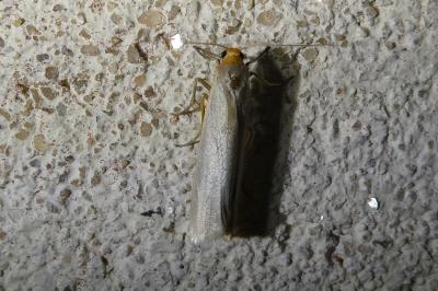 <i>Eilema caniola</i>