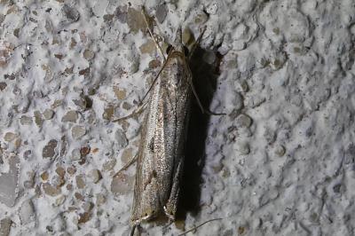 <i>Agriphila inquinatella</i>
