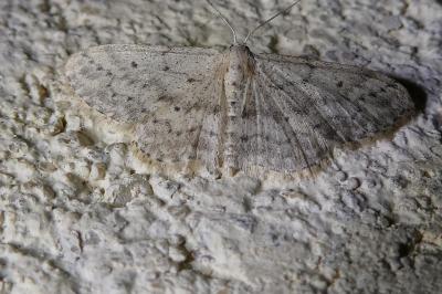 <i>Idaea seriata</i>
