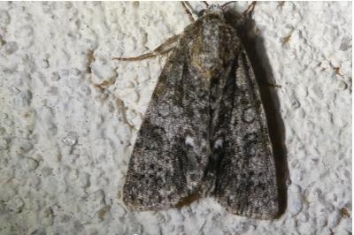 <i>Acronicta rumicis</i>