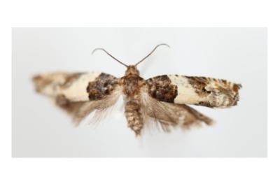 <i>Gypsonoma dealbana</i>