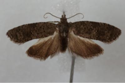 <i>Cnephasia ecullyana</i>