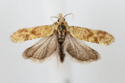 <i>Aethes margarotana</i>