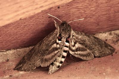 <i>Agrius convolvuli</i>