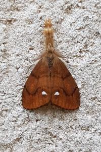 <i>Orgyia antiqua</i>