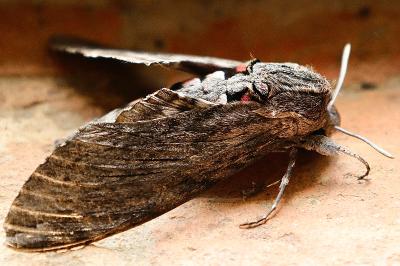 <i>Agrius convolvuli</i>