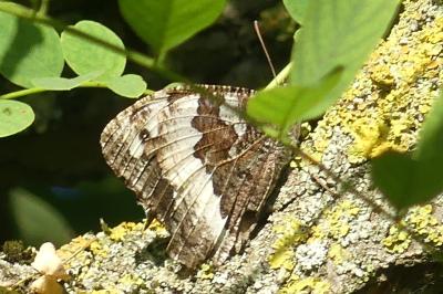 <i>Brintesia circe</i>