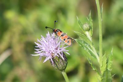 <i>Zygaena fausta</i>