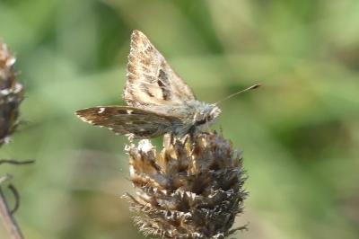 <i>Carcharodus alceae</i>