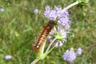 <i>Acronicta rumicis</i>