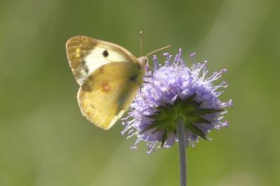 <i>Colias</i>