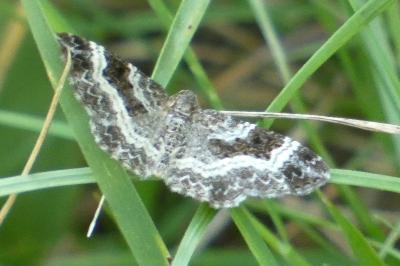 <i>Epirrhoe alternata</i>