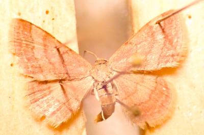 <i>Phytometra viridaria</i>
