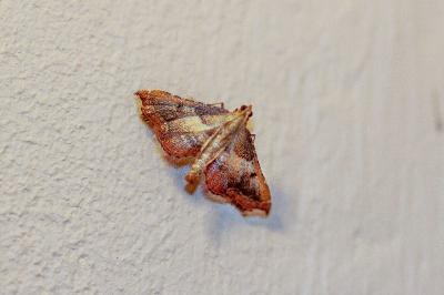 <i>Endotricha flammealis</i>