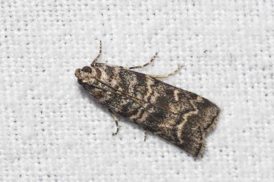 <i>Dioryctria simplicella</i>