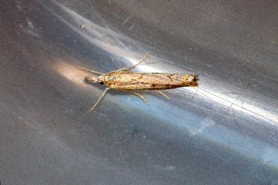 <i>Agriphila geniculea</i>