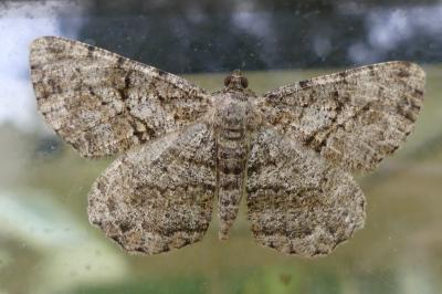 <i>Peribatodes rhomboidaria</i>