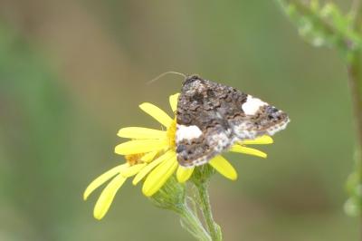 <i>Tyta luctuosa</i>