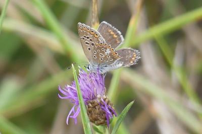 <i>Polyommatus icarus</i>