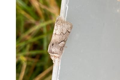 <i>Trichiura crataegi</i>